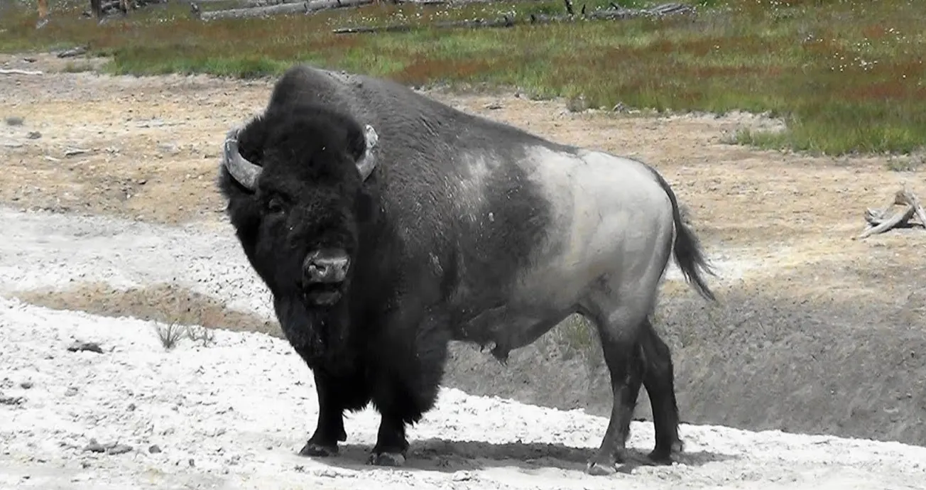 Yellowstone: autoridades reportan segundo ataque de bisonte en un mes