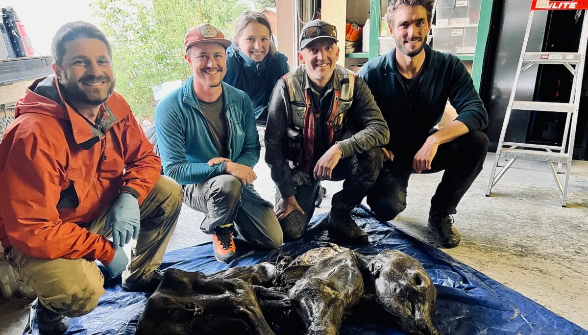 Descubren en Canadá cría de mamut lanudo perfectamente conservada