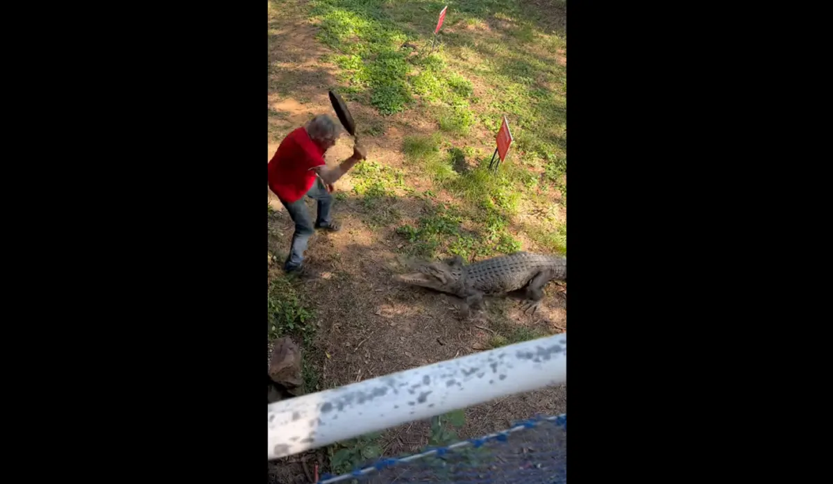 Hombre se defendió con un sartén del ataque de un cocodrilo