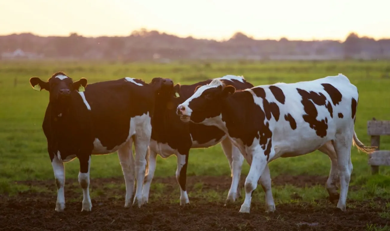 Calor mortal: 2 mil vacas muetas en Kansas debido a temperaturas altas