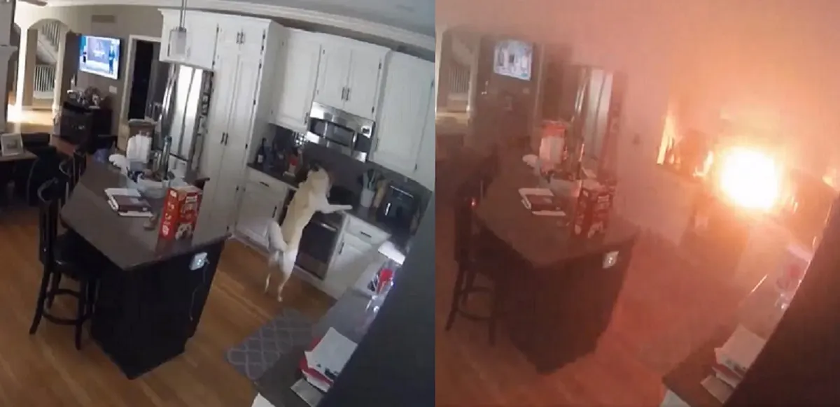 Perro provocó un incendio accidentalmente mientras sus dueños no estaban, ocurrió en Misuri