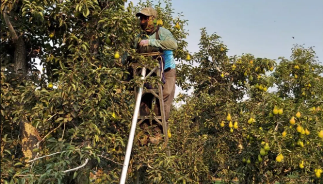 Empleadores deberán aumentar protección para trabajadores al aire libre en verano