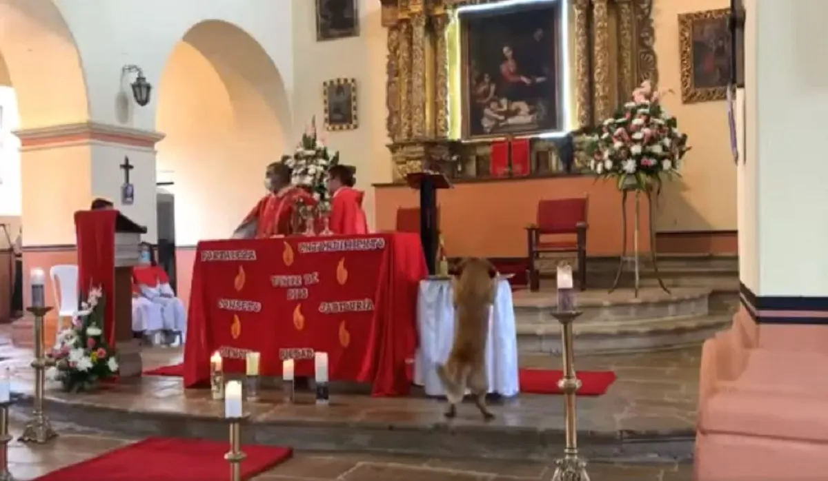 Un perro entró a una iglesia en Colombia y se robó el pan de la misa