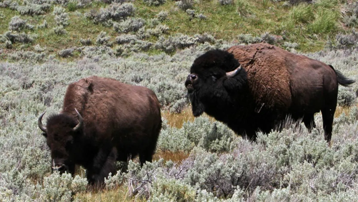 Una mujer de Ohio recibió una cornada de un bisonte en el parque Yellowstone