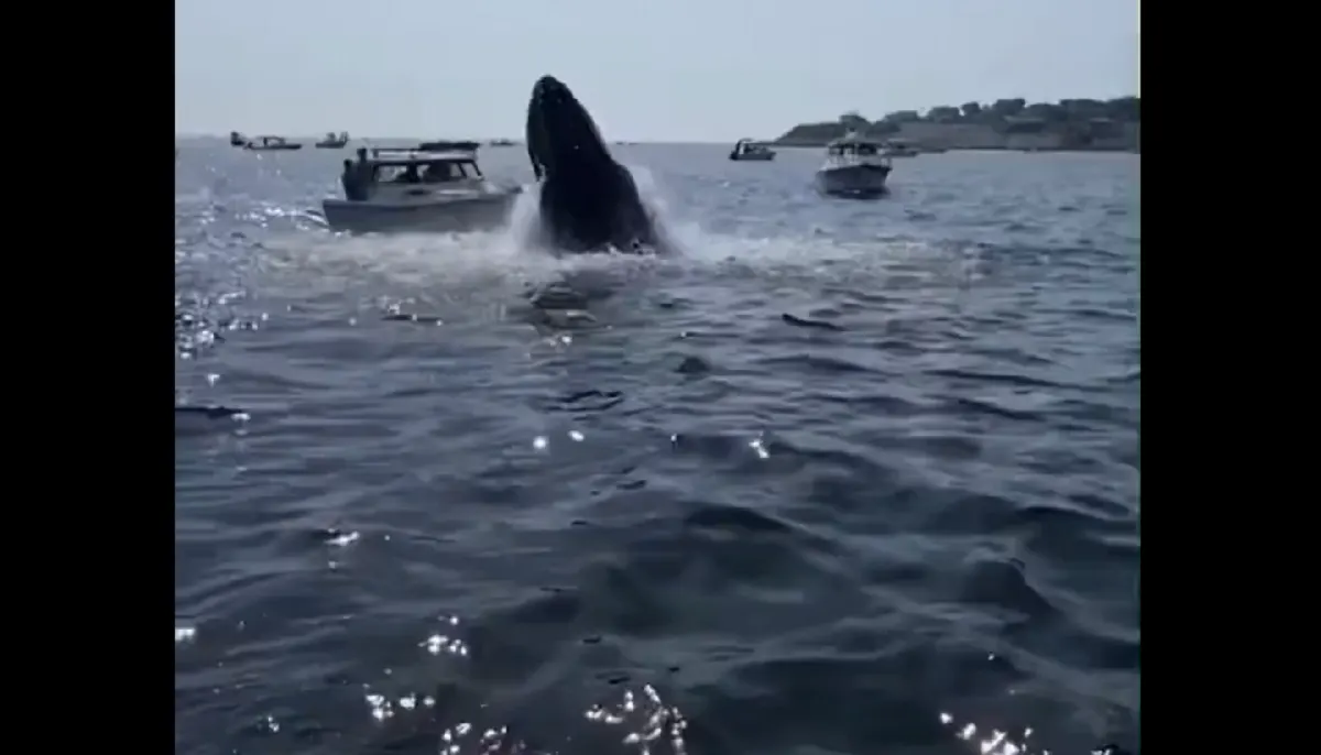 Ballena saltó del agua y cayó sobre un bote en Massachusetts