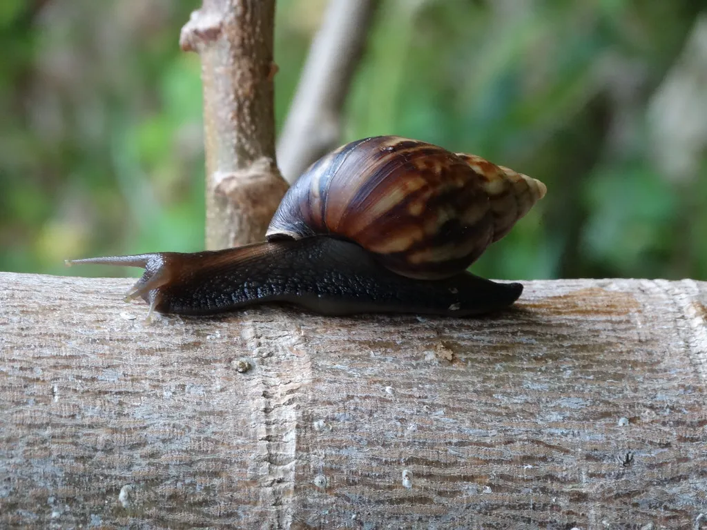 caracoles africanos gigantes
