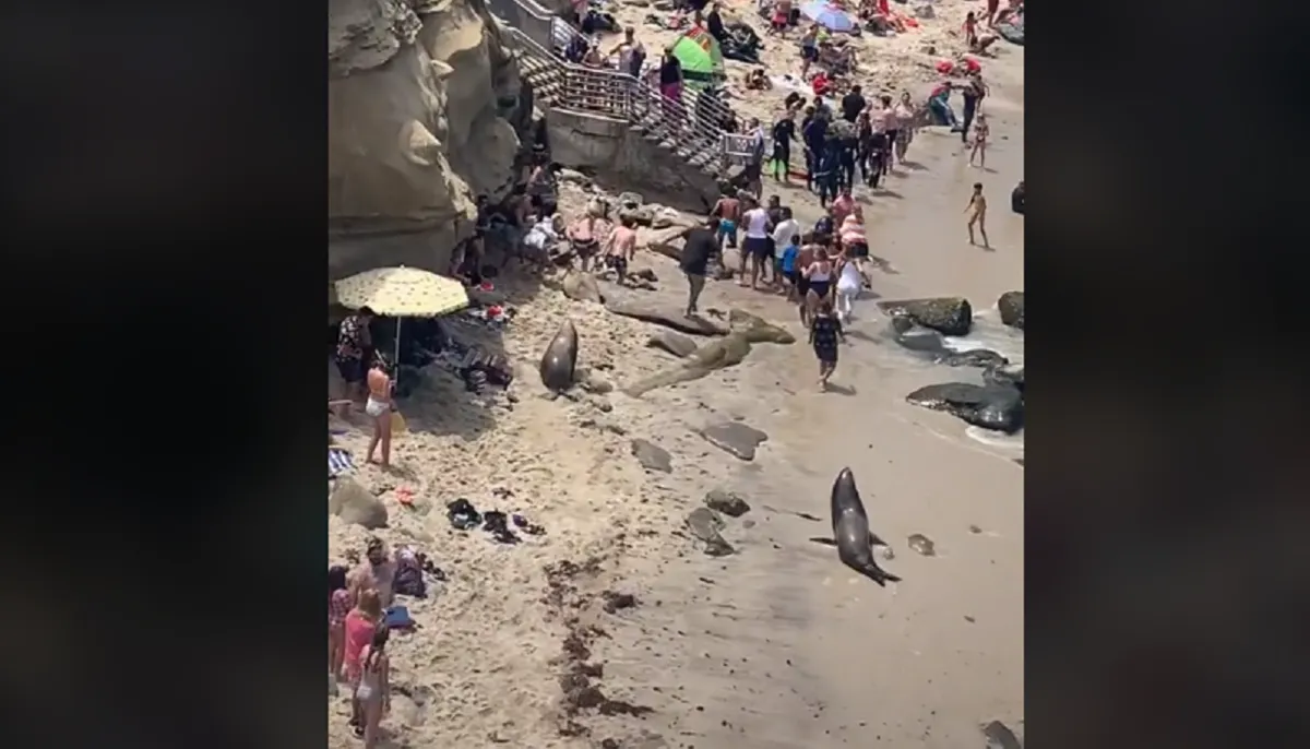 Dos leones marinos ahuyentaron a bañistas en una playa en California