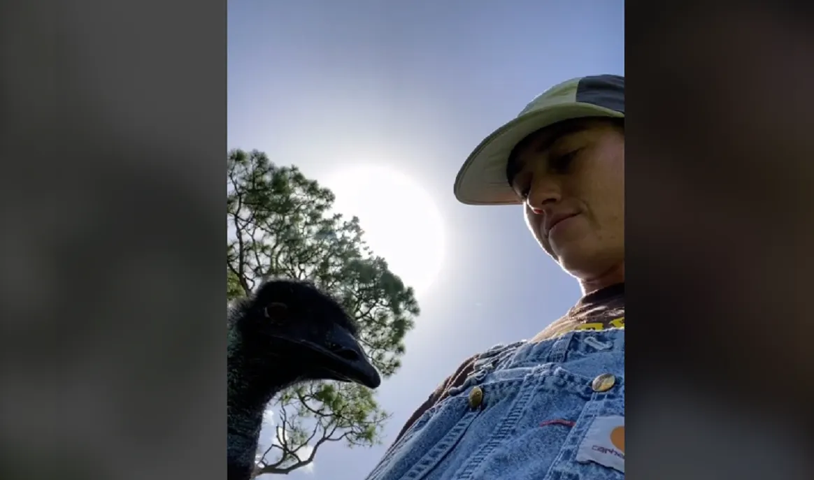 El emú Emmanuel es la nueva estrella en las redes salido de TikTok