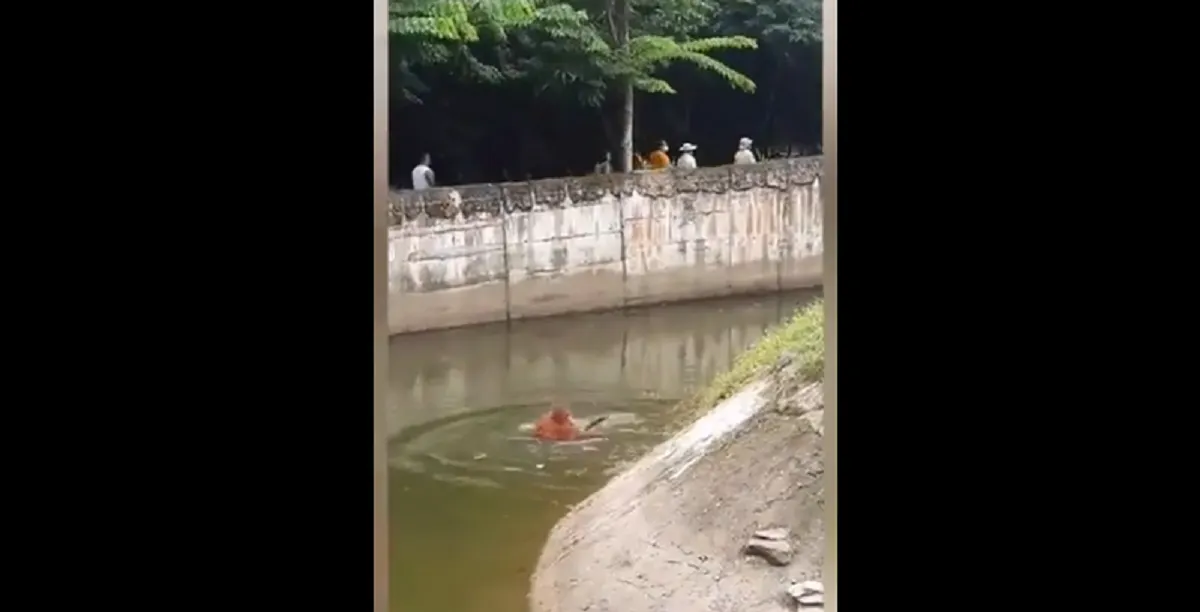 Empleado de zoológico salvó a orangután de ahogarse