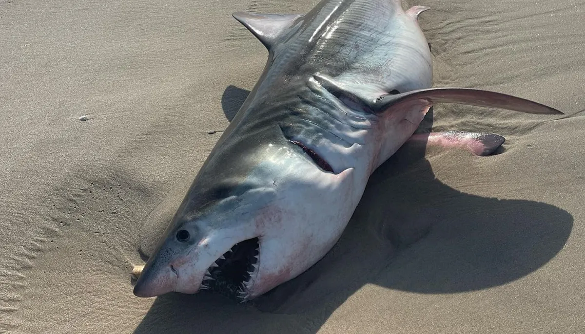 Encuentran muerto a un tiburón blanco en la playa Quogue de Long Island