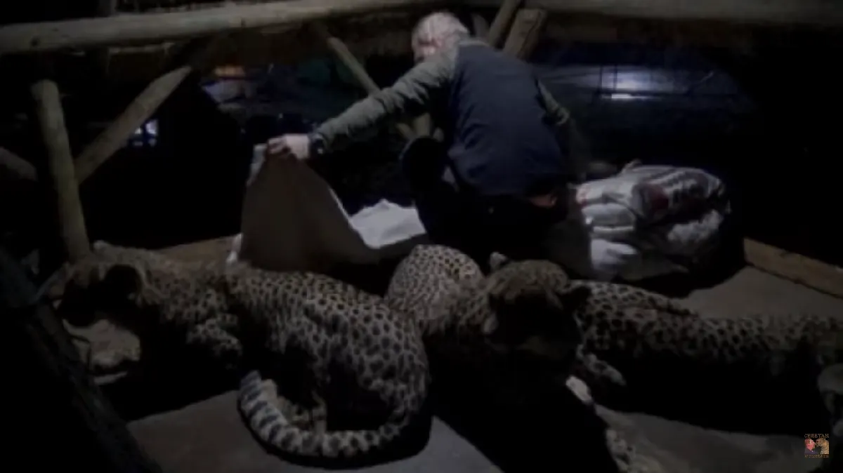 Hombre duerme abrazado con familia de guepardos, y se vuelve viral