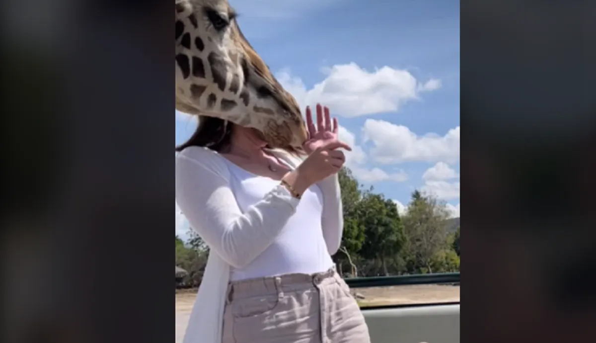 Jirafa interrumpe propuesta de matrimonio y se vuelve viral