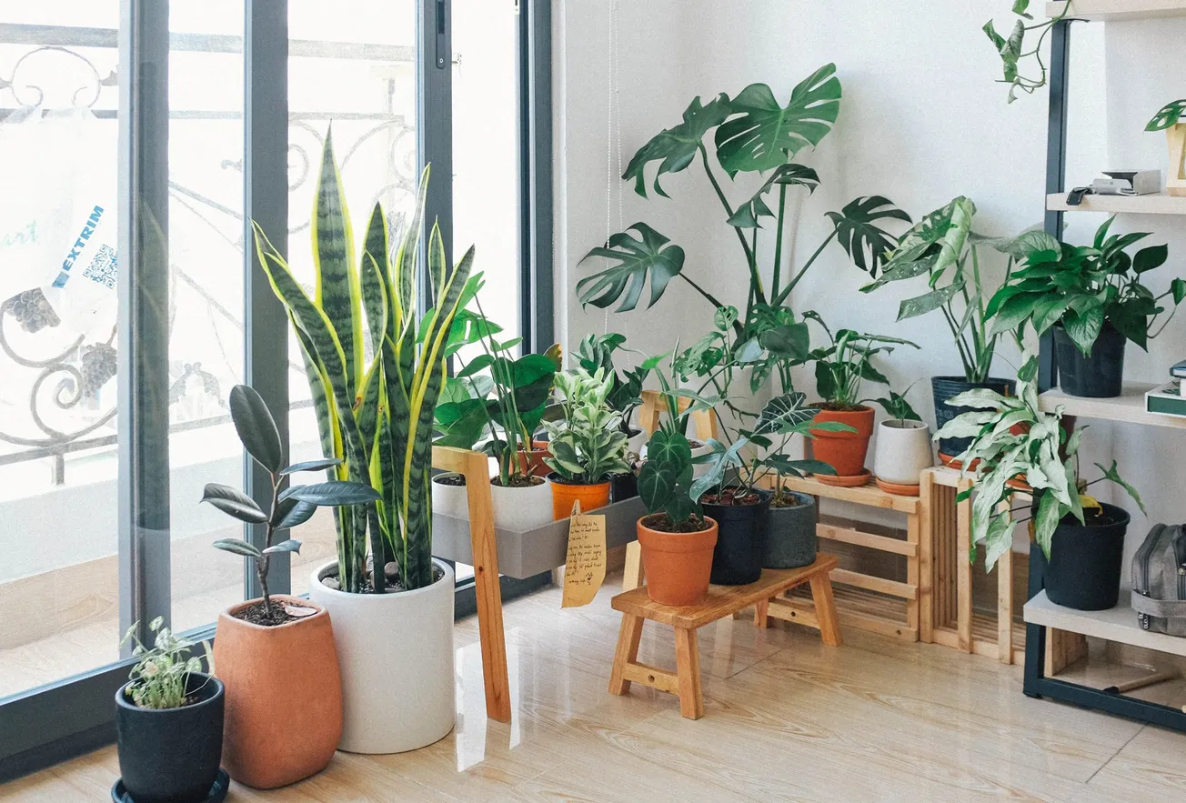 plantas de interiores