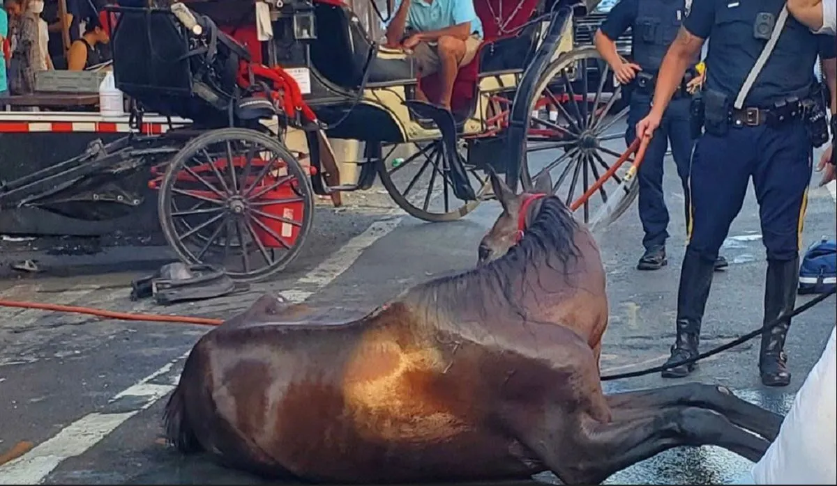 Caballo de carruaje se desvaneció en Manhattan