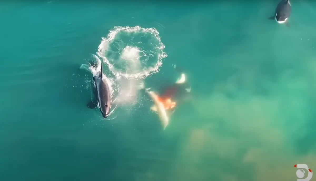 Captan por primera vez a tres orcas cazando a un tiburón blanco