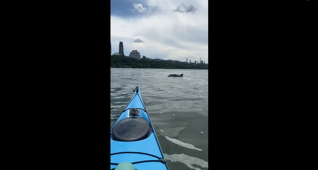 Delfines son avistados en el río Hudson
