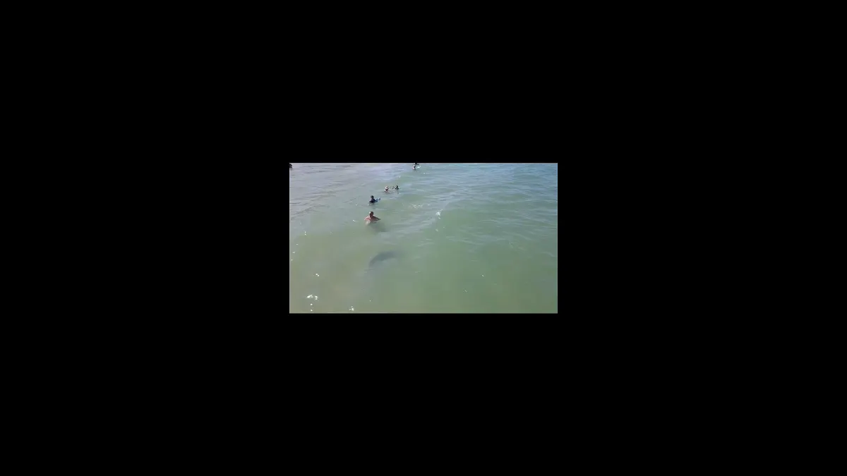 Drone captó a un tiburón nadando cerca de personas en Florida