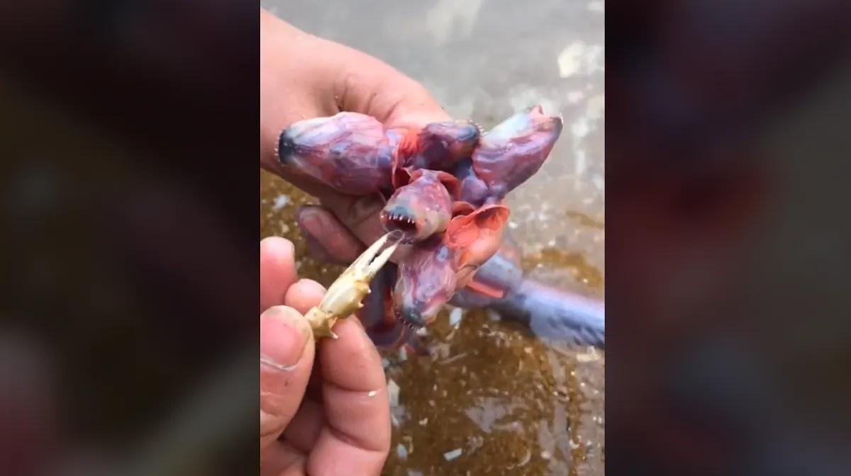 En redes sociales asemejan a una criatura marina con un “demogorgon” de Stranger Things