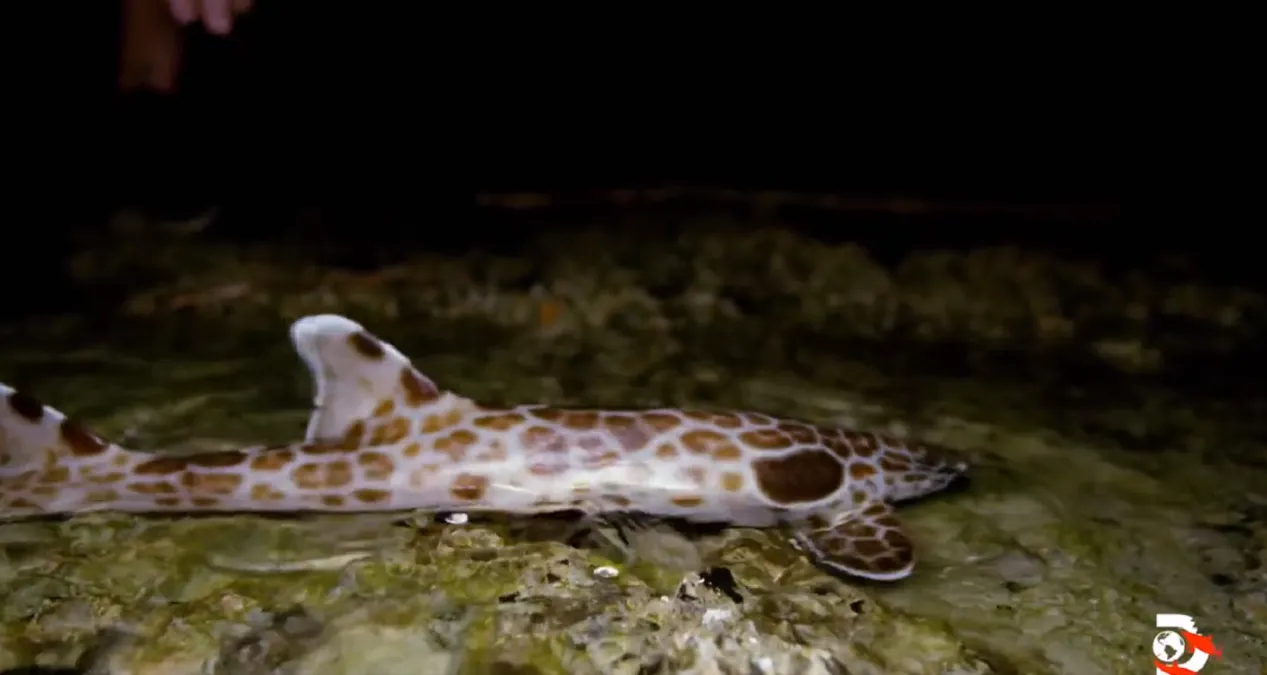 Hemiscyllium, una especie de tiburón que camina sobre la tierra