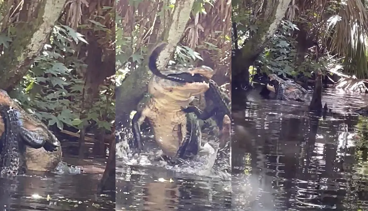 Mujer grabó el momento en el que un caimán se devoró a otro en un parque de Florida