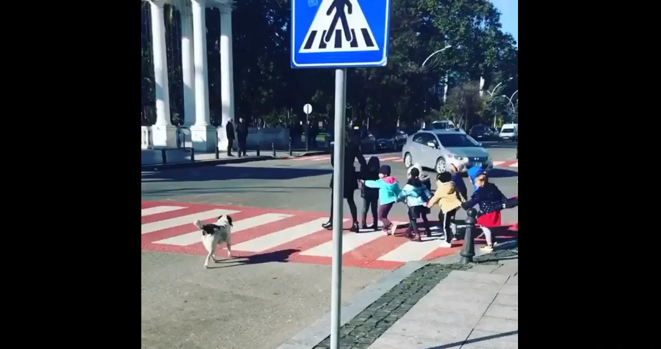 Perrito que ayuda a niños a cruzar la calle en Georgia