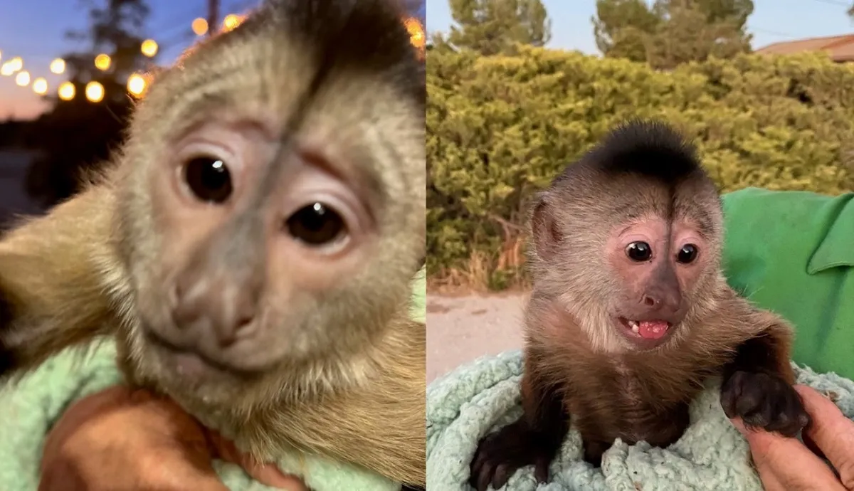 Policías de California acudieron al zoológico tras recibir una llamada del 911, era un mono