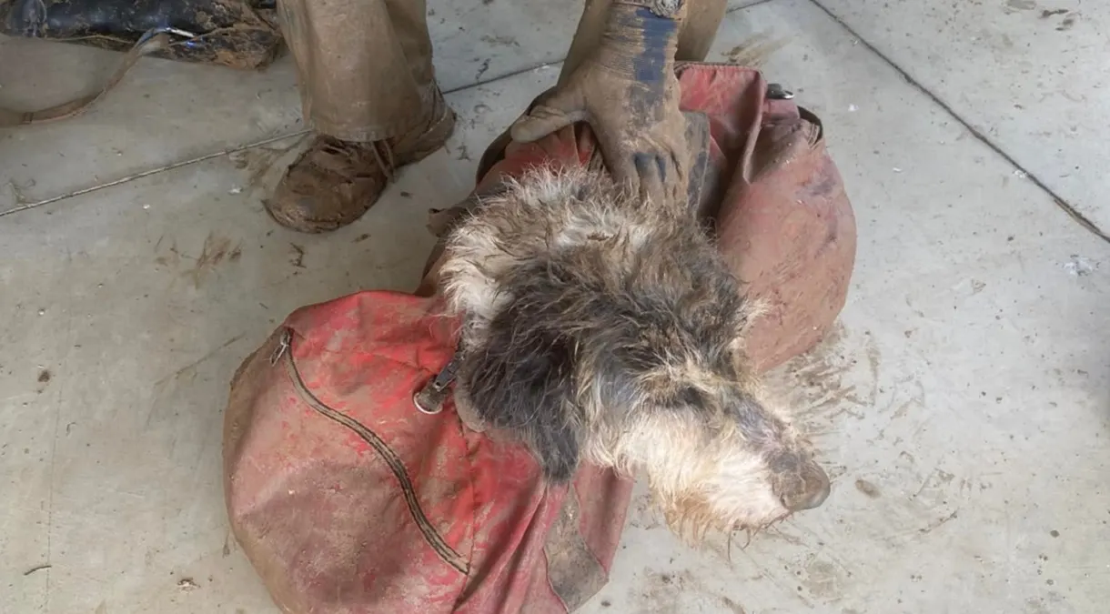 Rescatan a una perrita que llevaba dos meses desaparecido en una cueva de Misuri