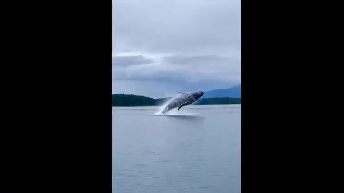 Familia grabó a un grupo de ballenas jorobadas en las aguas de Alaska