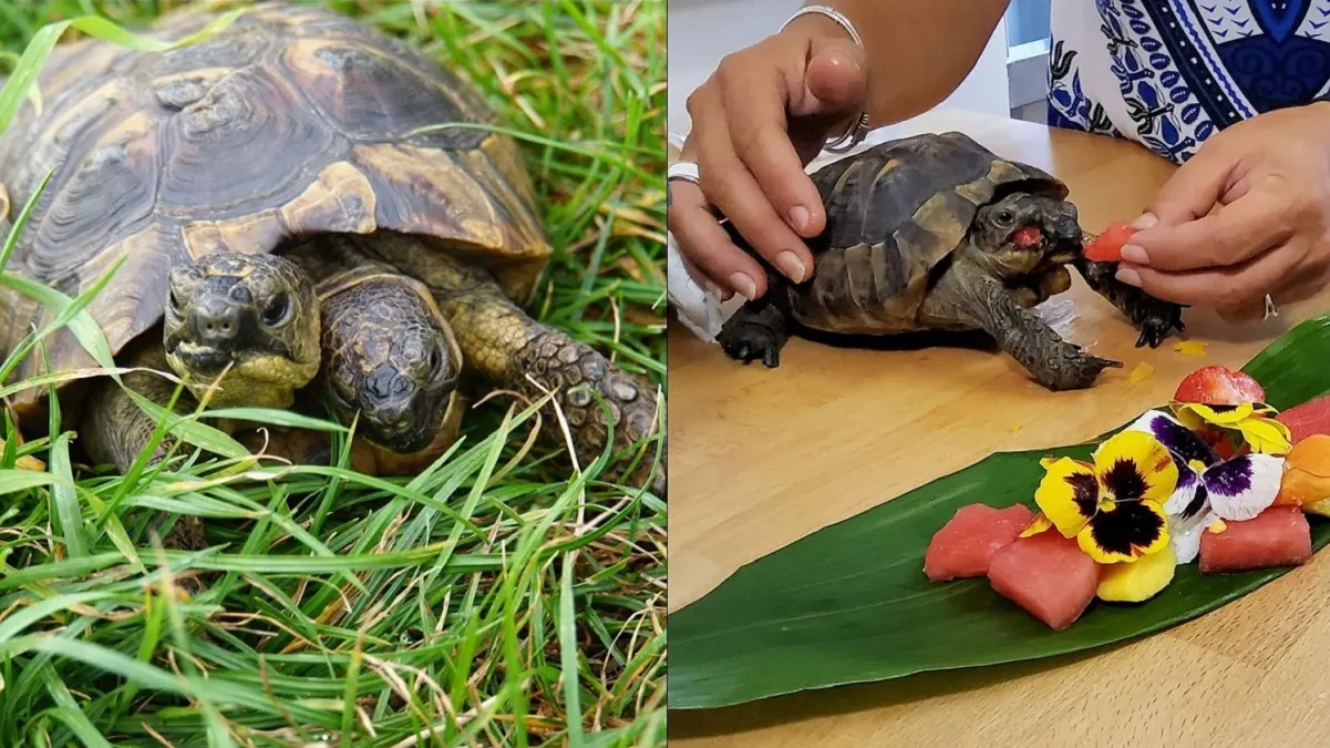 Janus, la tortuga de dos cabezas 'más vieja del mundo', cumplió 25 años