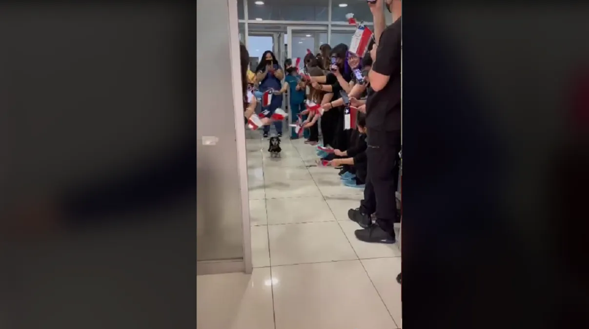 Jota, el perrito que se viralizó tras recibir el alta de cuidados intensivos