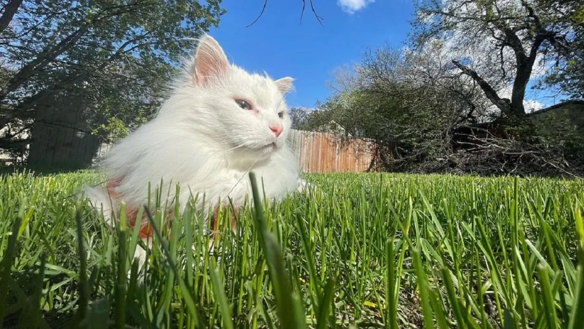 Murió Thurston Waffles, el gato de los memes virales en redes sociales