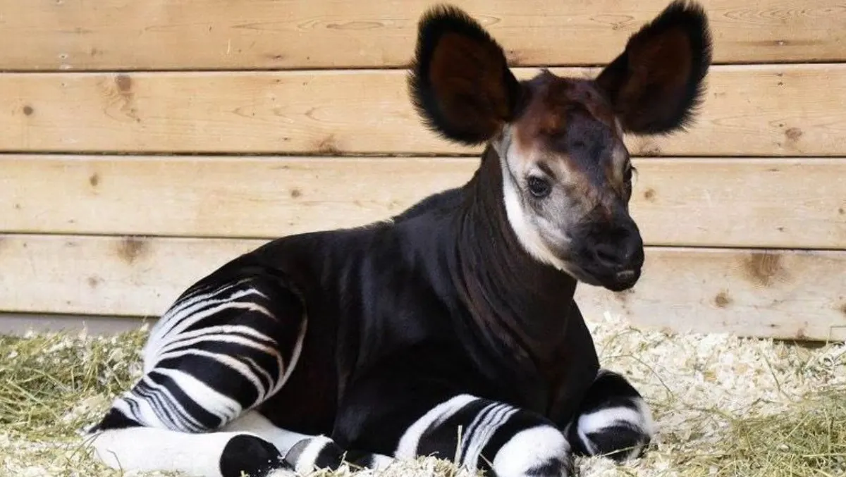 Nació una cría de okapi, especie en peligro de extinción, en Oklahoma