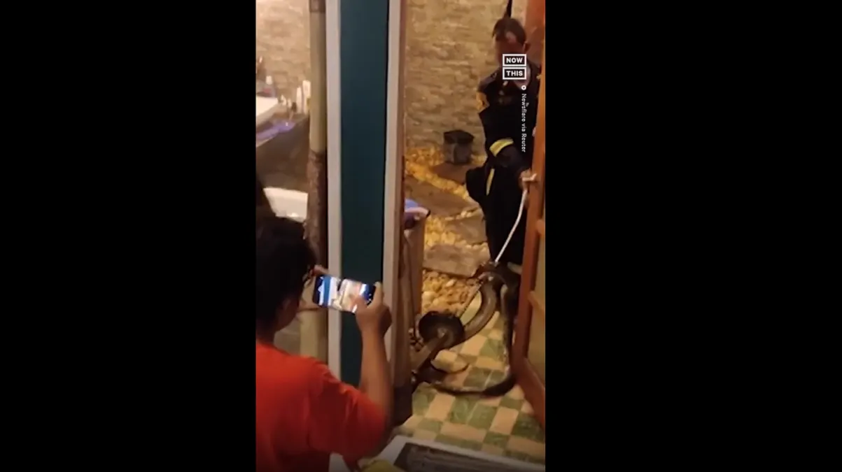 Una familia encontró una pitón de 12 pies deslizándose en su bañera