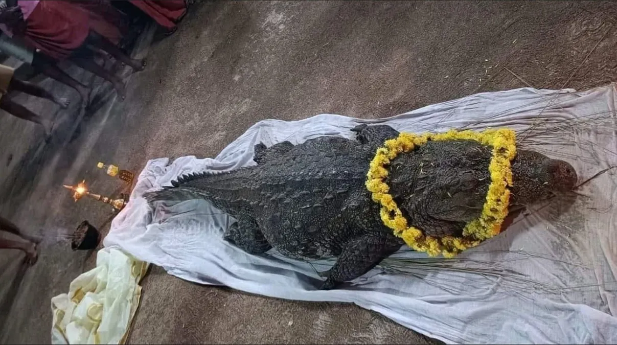 Con sepelio despidieron a Babiya, un cocodrilo vegetariano que tenía 77 años