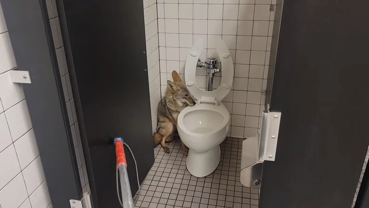 Encuentran a un coyote en los baños de una escuela de California