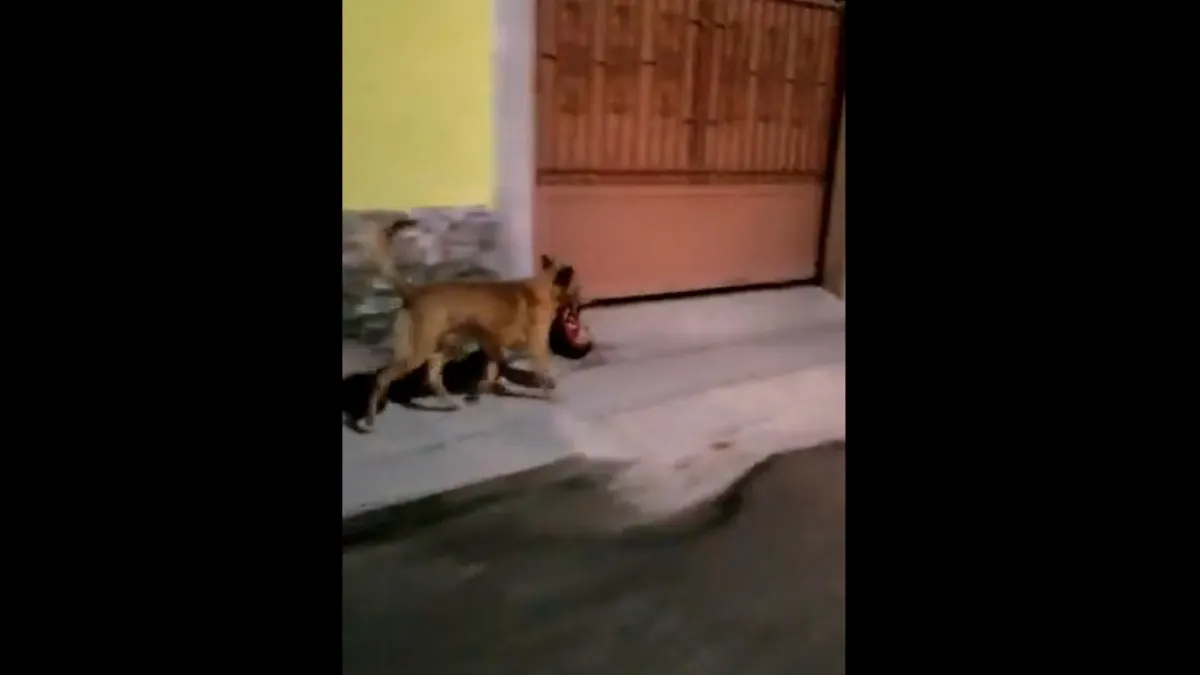 perro cabeza