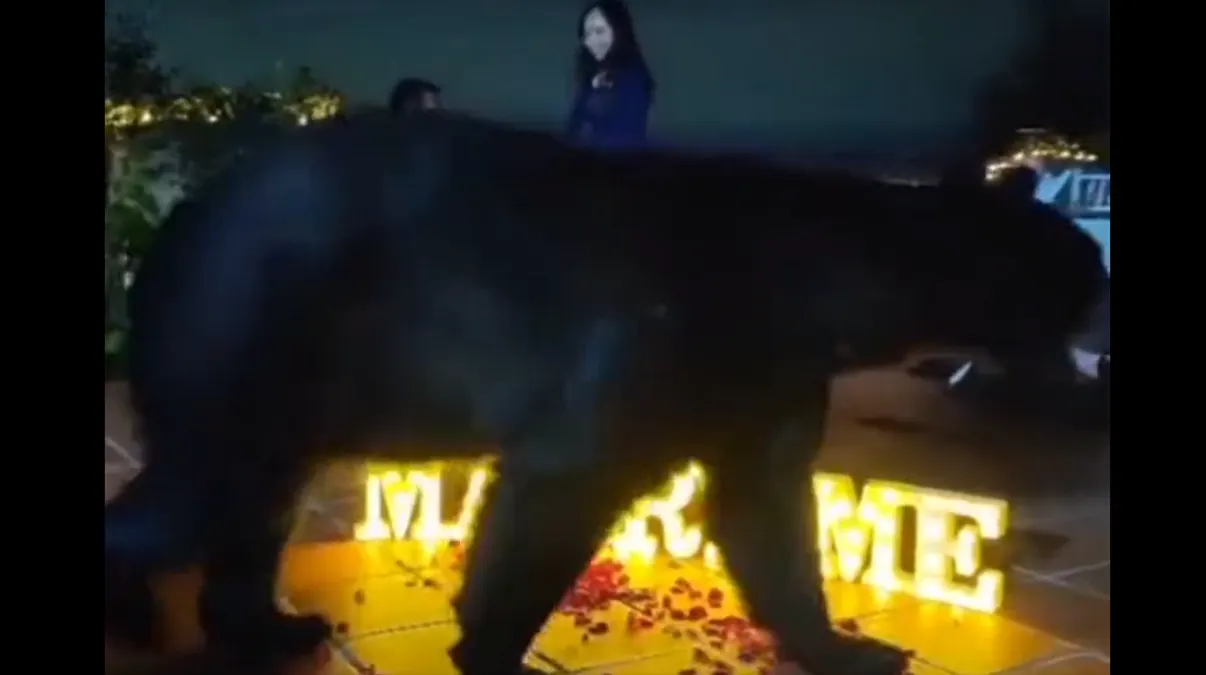 Propuesta de matrimonio en un parque mexicano fue interrumpida por un oso