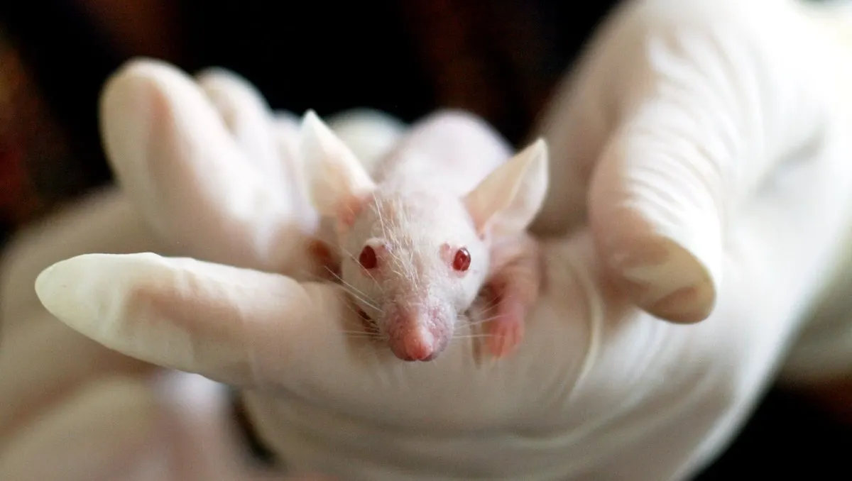 transplante cereblal ratas