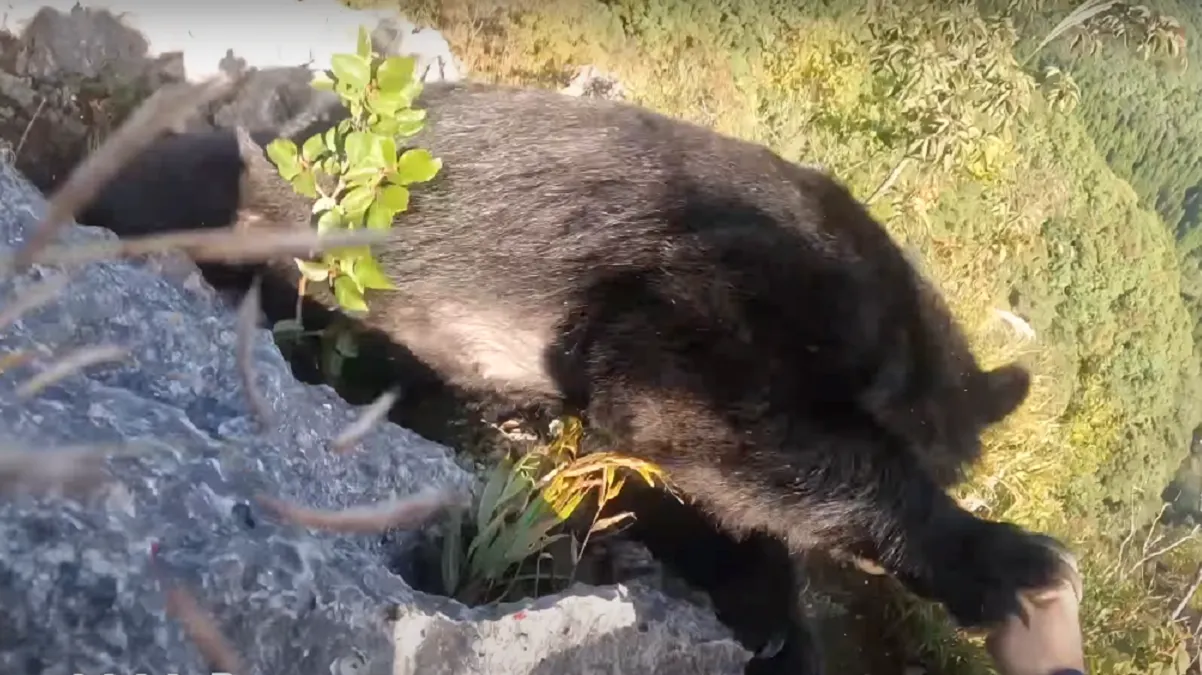 Un hombre es atacado por un oso mientras escalaba una montaña