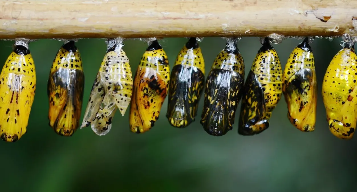 De la adaptación a la reinvención