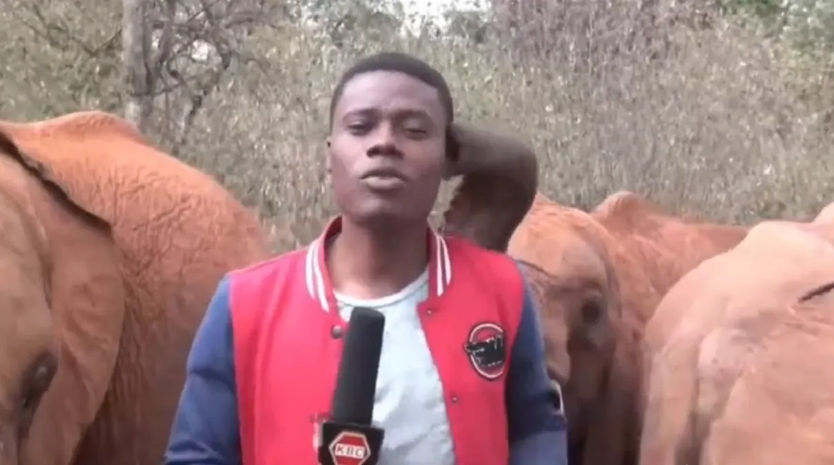 Elefante bebé interrumpió a periodista durante transmisión en vivo