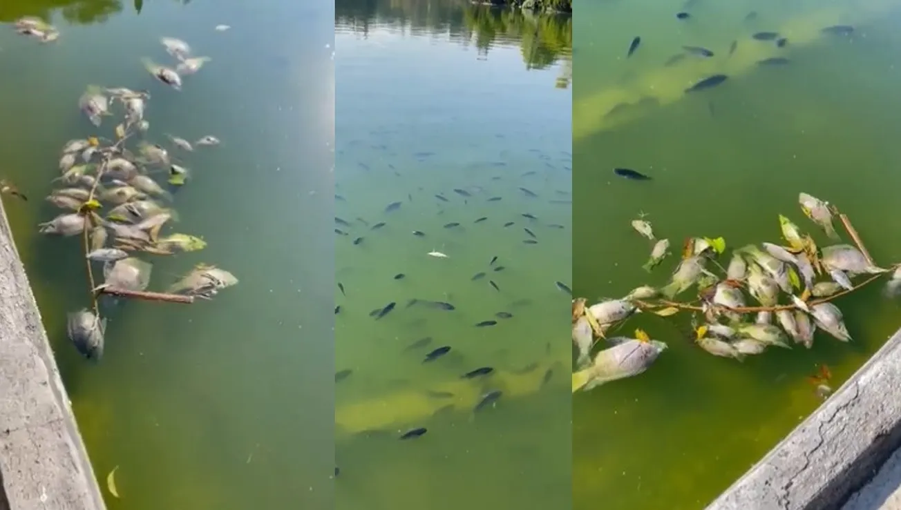 Muerte de peces en el Lago de Chapultepec