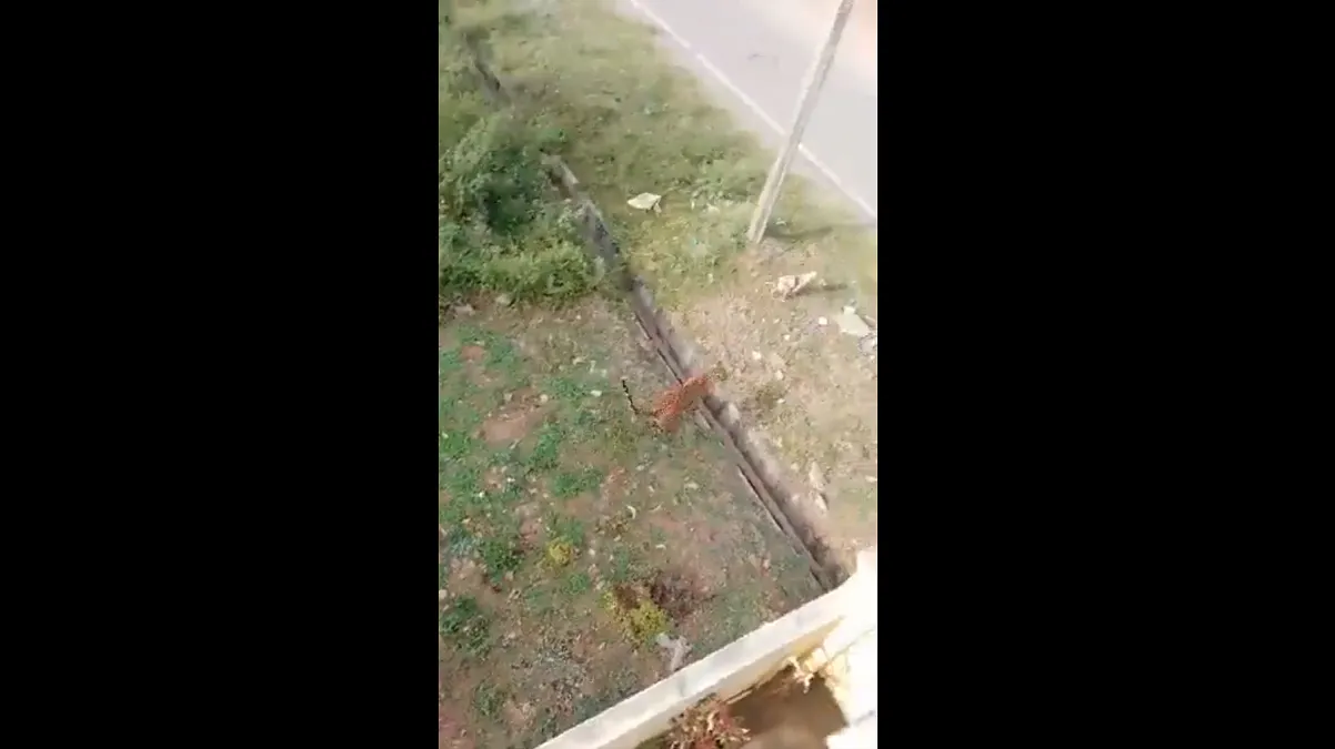 Leopardo derrumbó a motociclista y embistió a personas mientras intentaba escapar