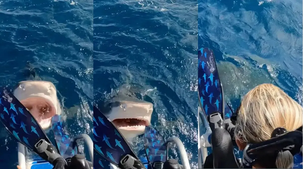 Una buceadora en Hawái por poco se lanza a la boca de un tiburón