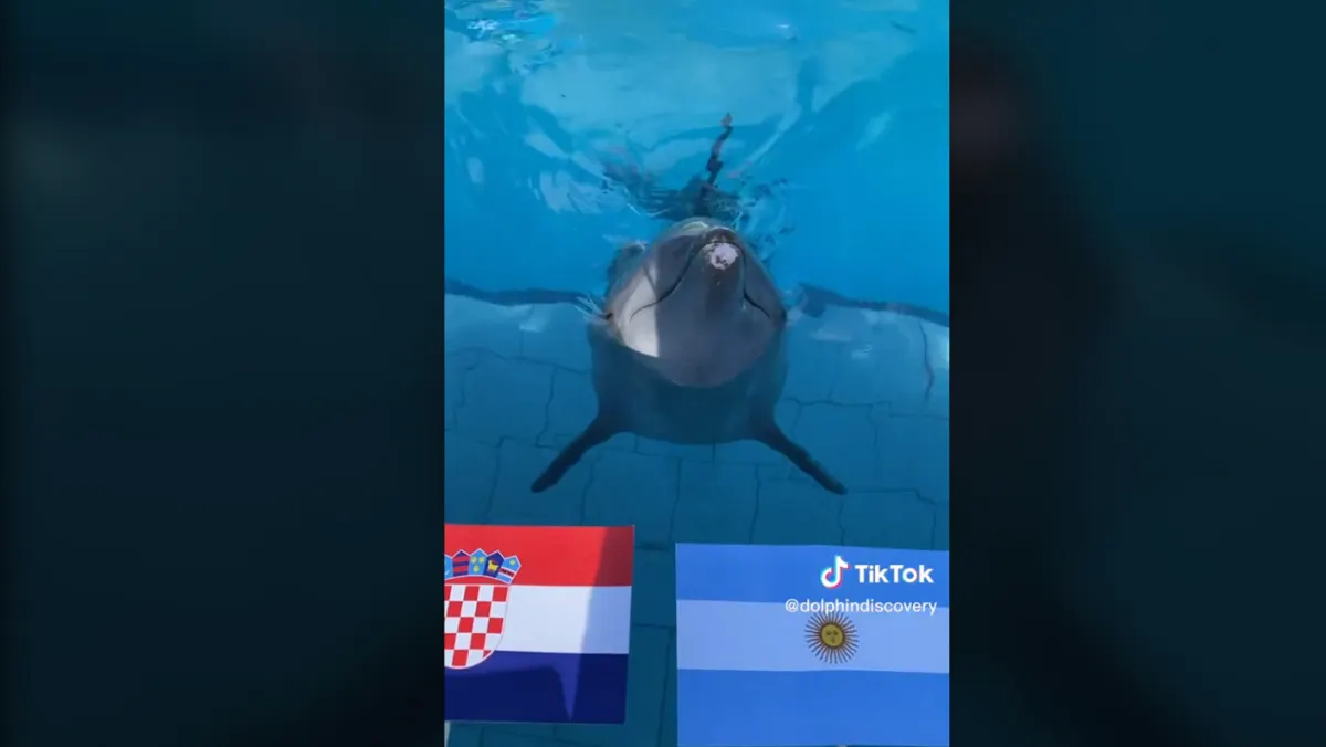 Diego, el delfín de TikTok que predijo los equipos que pasarían a la final del Mundial