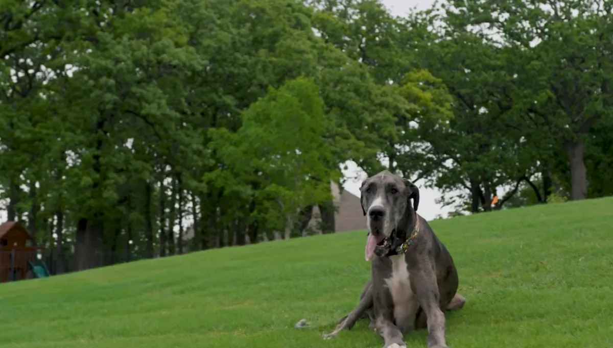 Esto mide Zeus, el perro más grande del mundo