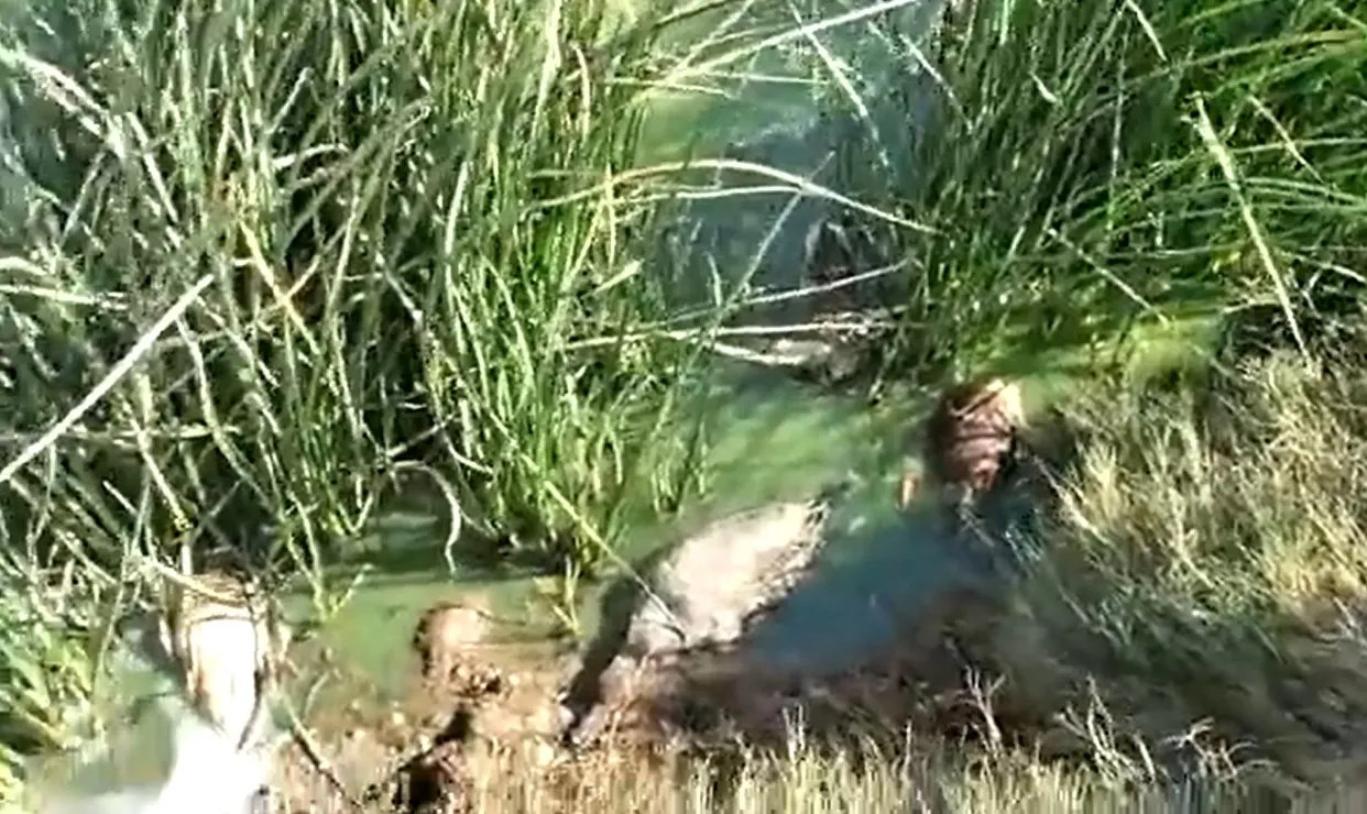 Gripe aviar deja 800 aves muertas en laguna Tláhuac-Xico de México