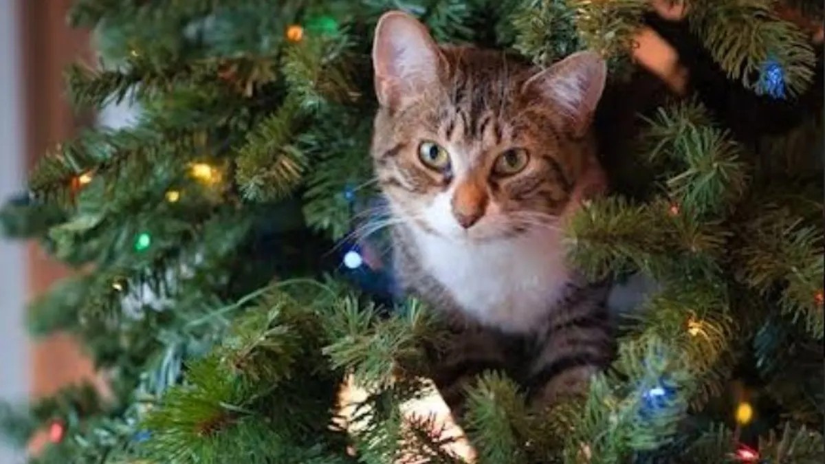 ¿Cómo evitar los incendios en Navidad?