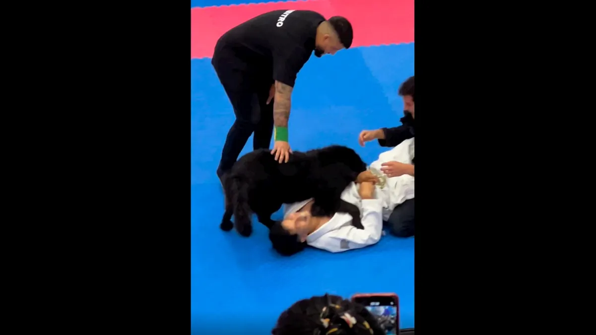 Perro interrumpió torneo de jiu-jitsu para ayudar a su dueño