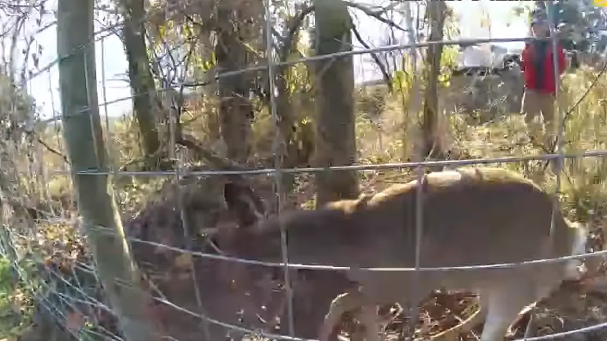 Policía de Anne Arundel ayudó a un ciervo que quedó atrapado en una cerca en Maryland